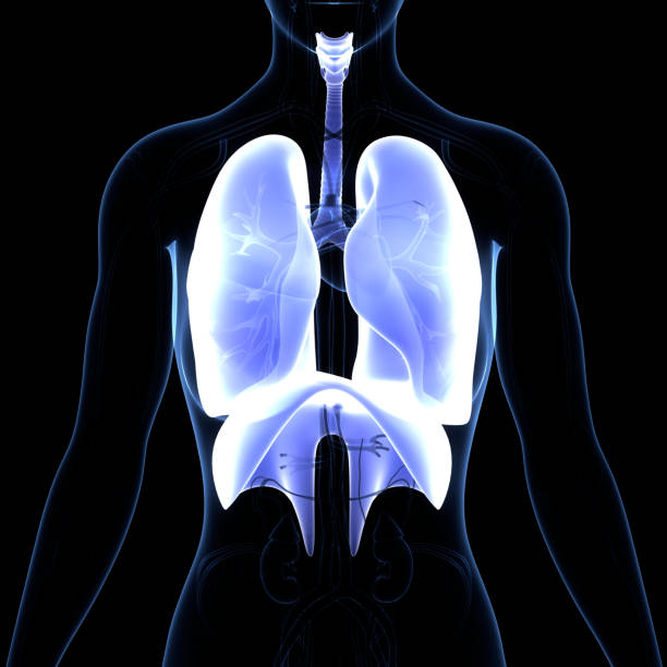 istock Human Respiratory System Lungs with Diaphragm Anatomy 1324311601