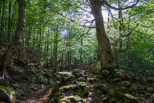 istock Magical forest climbing the highest Mountain 1324312624