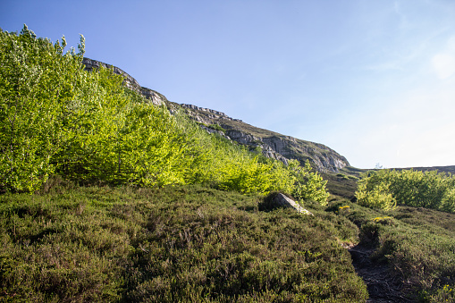 Magical forest climbing the highest Mountain