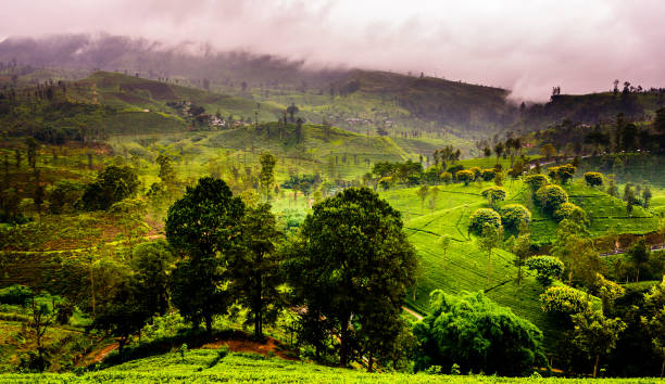 istock Tea plantation in Sri Lanka Highland 1324315753