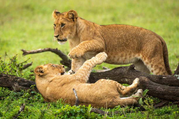 istock Lion cubs play fight by fallen branch 1324320020