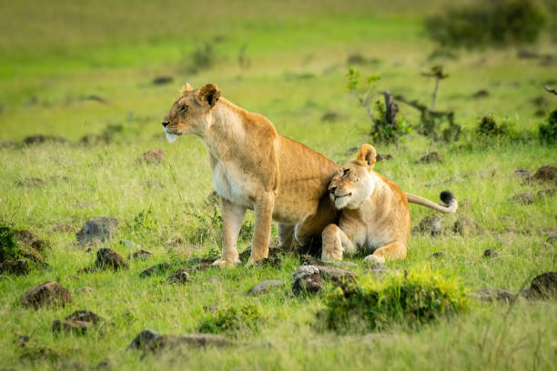 istock Lioness lies nuzzling another in savannah 1324320080
