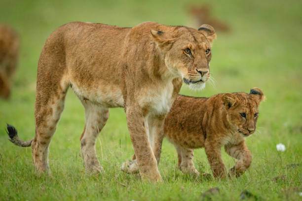 istock Lioness and cub walk across grass together 1324320088