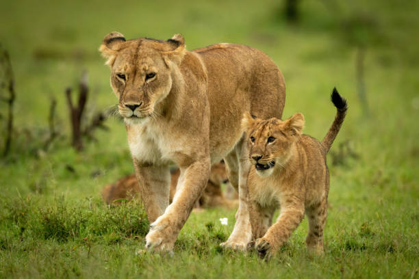 istock Lioness and cub cross grass in step 1324320090