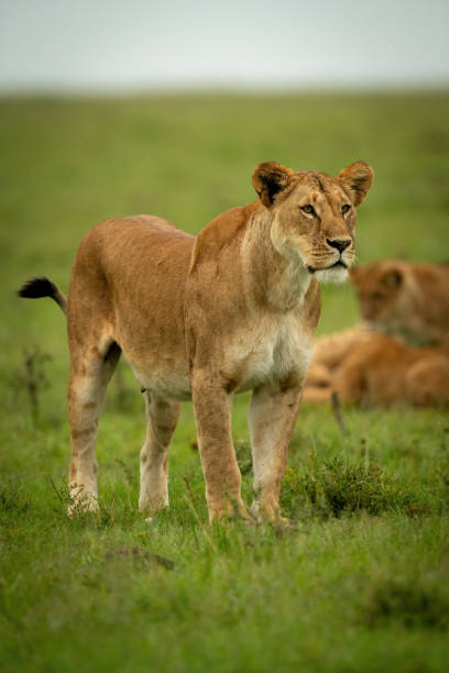 istock Lioness stands on grassy plain near cubs 1324320117