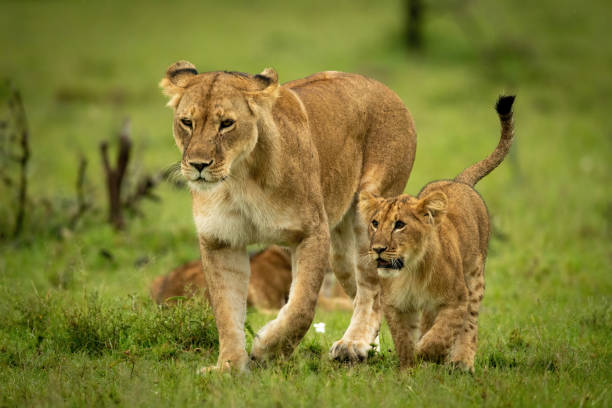 istock Lioness and cub crossing grass in step 1324320130
