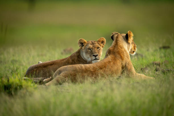 istock Lioness lies looking over back of another 1324320163