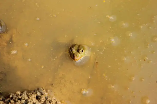 Photo of A common toad frog kept his head above the yellowish water in a pond in Gazipur, Bangladesh