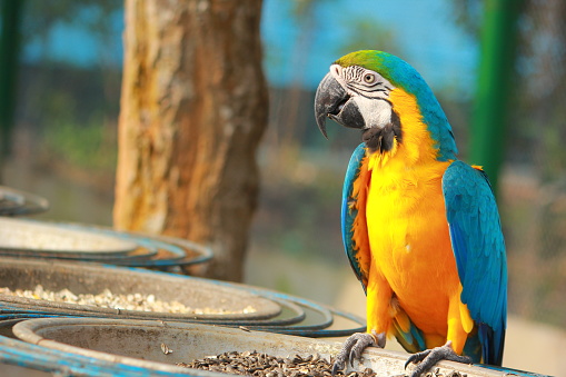 Beautiful colorful sun conure parrot birds. Aratinga solstitialis - exotic pet adorable. Selective focus