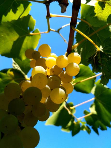 istock Ripe grapes in the home garden 1324323405