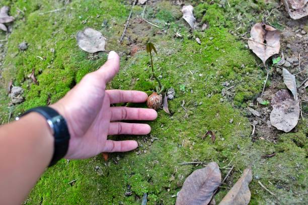 istock Rustic Man hand pointing to the seed discovering 1324325179