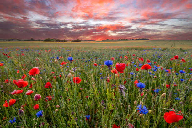 roter himmel bei nacht - poppy field remembrance day flower stock-fotos und bilder