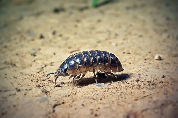 Armadillidium vulgare Common Pill Woodlouse. Digitally Enhanced Photograph.