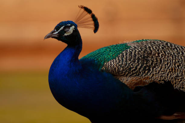 nahaufnahme des niedlichen pfau (großer vogel) auf einem grünen hintergrund - close up peacock animal head bird stock-fotos und bilder