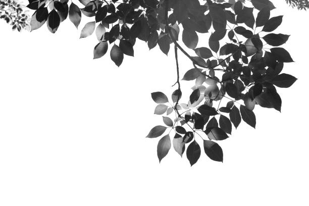 istock black leafs in summer on blue sky with burst light 1324329098