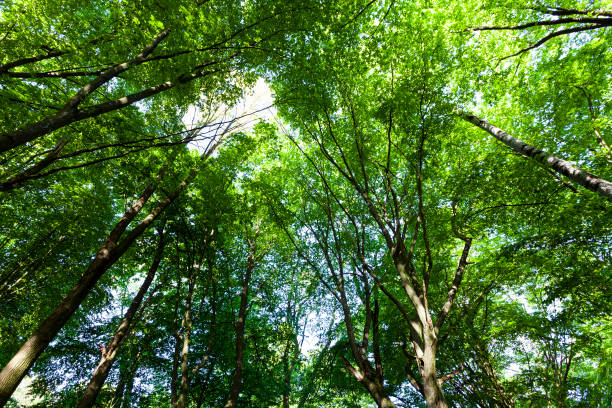 istock foliage of the trees is illuminated by bright sunlight 1324331127