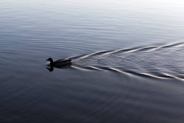 istock wild ducks floating on the lake 1324331193