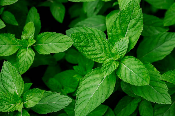 istock mint leaves, fresh green mint leaves, mint leaves 1324331998