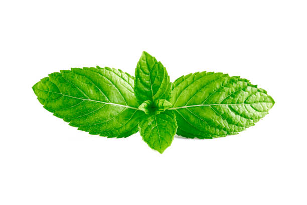 istock Mint leaves, mint leaves isolated on white background 1324332121
