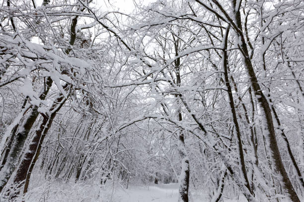 istock a large number of bare deciduous trees in the winter season 1324332302