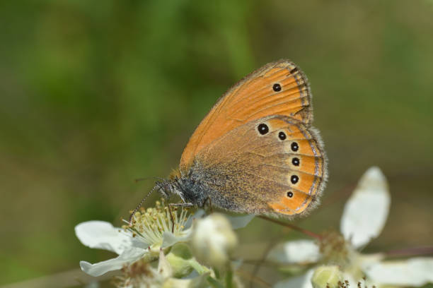 istock Russian Heath butterfly, Coenonympha leander wildflower 1324332320