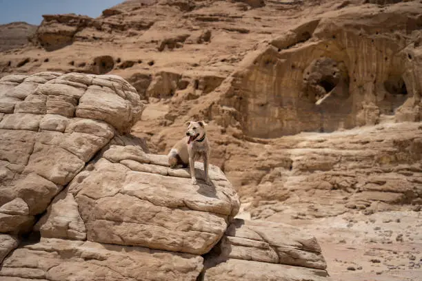 A domestic dog sitting on a gigantic rock in the Timna valley park, the Negev desert, southern Israel.