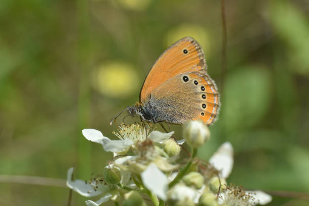 istock Russian Heath butterfly, Coenonympha leander wildflower 1324332424