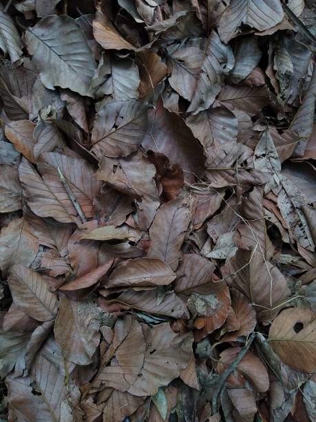 istock Dried leaves on the ground 1324334162