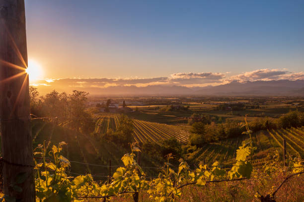 istock Spring sunset in the vineyards of Rosazzo 1324334901