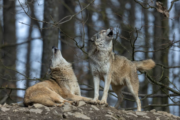 Two howling wolves Two canadian timberwolves howling in front of a forest. carnivorous photos stock pictures, royalty-free photos & images