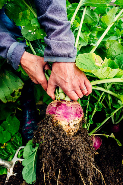 istock Harvesting turnips in vegetable garden 1324337311