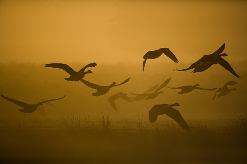 A flock of Canada geese flying across a field in the early morning