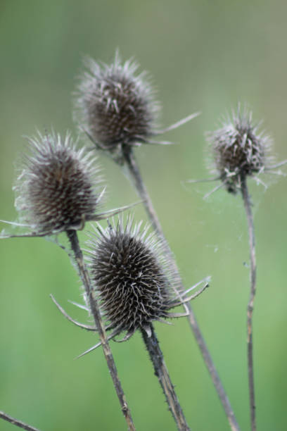 istock White teasel seeds close-up view on green background 1324339372