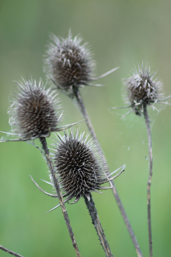 White teasel seeds close-up view on green background