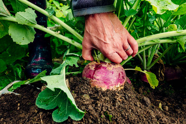 istock Harvesting turnips in vegetable garden 1324339417