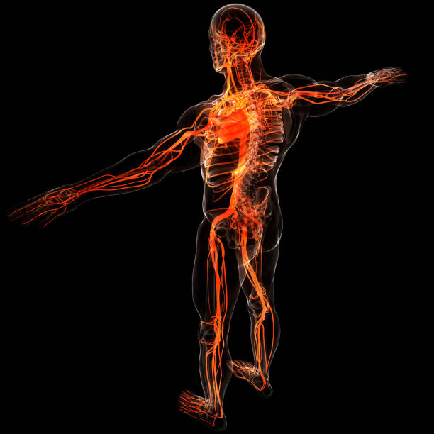 istock Human Skeleton System Heart Anatomy 1324339756
