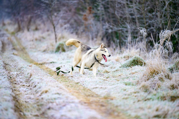 gelées d’automne matinales sur l’herbe, chien husky, promenade de chien dans les bois. - snow dog walking running photos et images de collection