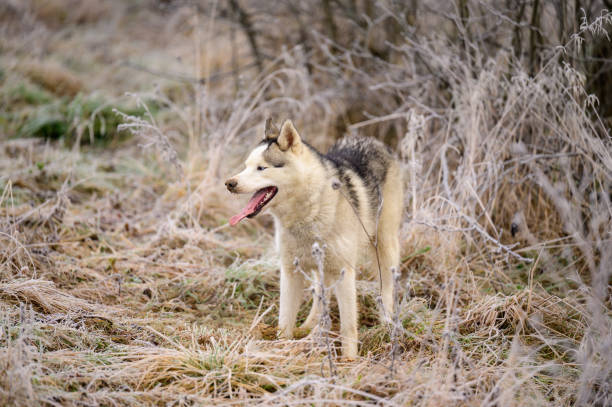 jogging husky, gelées d’automne matinales sur l’herbe, promenade avec un chien. - snow dog walking running photos et images de collection