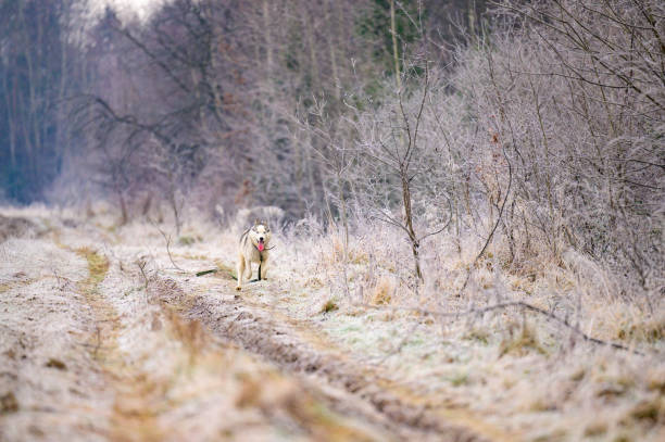 gelées d’automne matinales sur l’herbe, chien husky, promenade de chien dans les bois. - snow dog walking running photos et images de collection