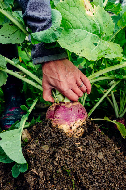 istock Harvesting turnips in vegetable garden 1324340414