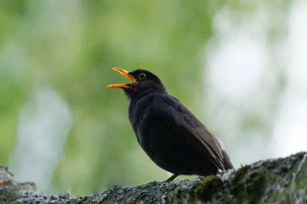 blackbird in profile with beak wide open singing against blurry green background
