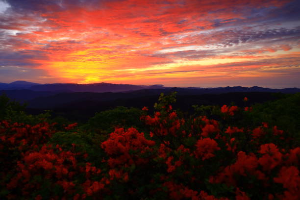 istock Crowd of sunrise and azalea 1324341616