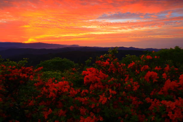 istock Crowd of sunrise and azalea 1324341639