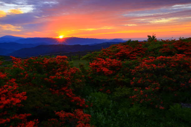 istock Crowd of sunrise and azalea 1324341660