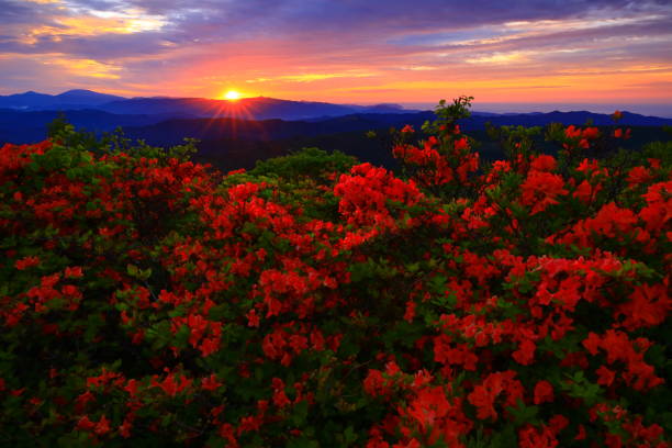 istock Crowd of sunrise and azalea 1324341665