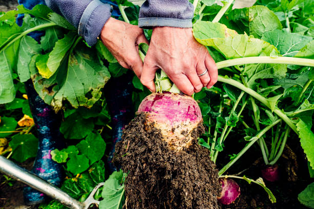 istock Harvesting turnips in vegetable garden 1324342169
