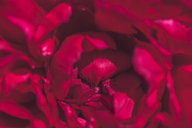 Bright burgundy Peony close-up. Selective focus on Flower. Natural background