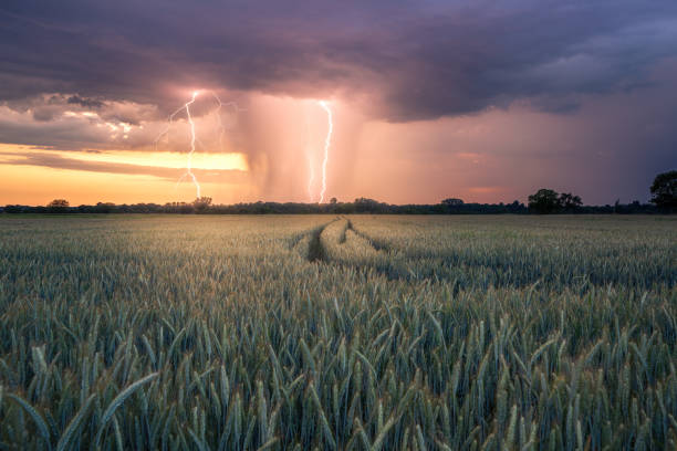 queda de raio durante uma tempestade de verão ao pôr do sol perto de rastatt plittersdorf - storm corn rain field - fotografias e filmes do acervo