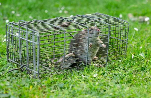 Close up of a wild Brown rat caught in a wire trap.  Facing forward.  Garden setting with green grass and daisies.  Scientific name: Rattus norvegicus. Brown rat caught in a wire trap.  Facing forward.  Garden setting with green grass and daisies.  Scientific name: Rattus norvegicus.  Horizontal.  Space for copy. leptospira stock pictures, royalty-free photos & images