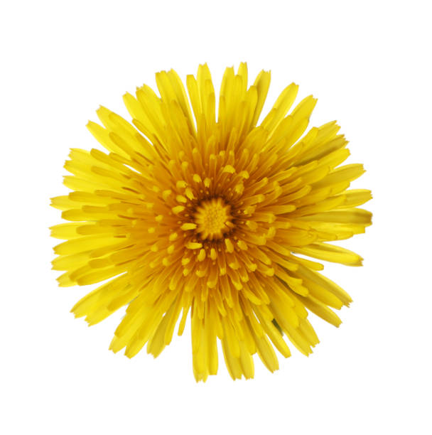 istock Beautiful blooming yellow dandelion isolated on white 1324346650